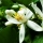 Bergamot-Blossom