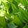 Lily-Of-The-Valley-Leaves