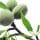 Almond Tree