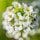 Alyssum