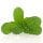 Apple Mint