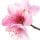 Apricot Blossom
