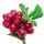 Arbutus