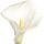 Arum Lily