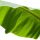 Banana Leaf