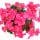 Begonia