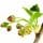 Black Currant Blossom