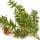 Black Hemlock