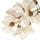 Black Locust