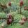 Black Spruce