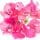 Bougainvillea