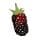 Boysenberry
