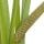 Calamus