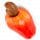Cashew