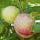 Cassowary Fruity