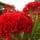 Celosia