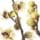 Chimonanthus