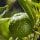 Chinotto