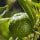 Chinotto