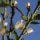 Chinotto Blossom