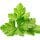 Cilantro