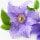 Clematis