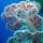 Coral Reef