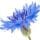 Cornflower