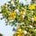 Creosote Bush