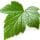 Currant Leaf And Bud