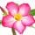 Desert Rose