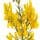 Dyer's Greenweed