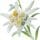 Edelweiss