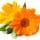 English Marigold