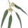 Eucalyptus