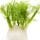 Fennel