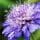 Field Scabious