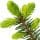 Fir
