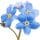 Forget Me Not
