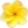Frangipani