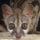 Genet