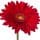Gerbera
