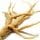 Ginseng