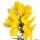 Gorse