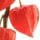Ground Cherry