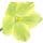 Hellabore Flower