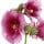 Hollyhock