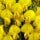 Honeybush