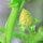 Honeydew Blossom