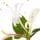 Honeysuckle